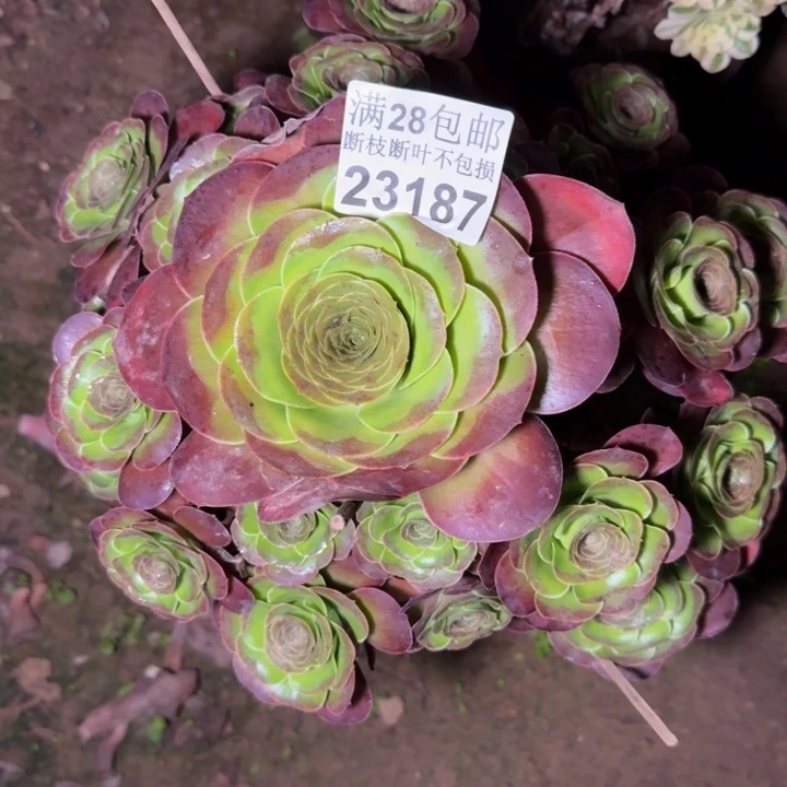23187魅金玫瑰多肉植物