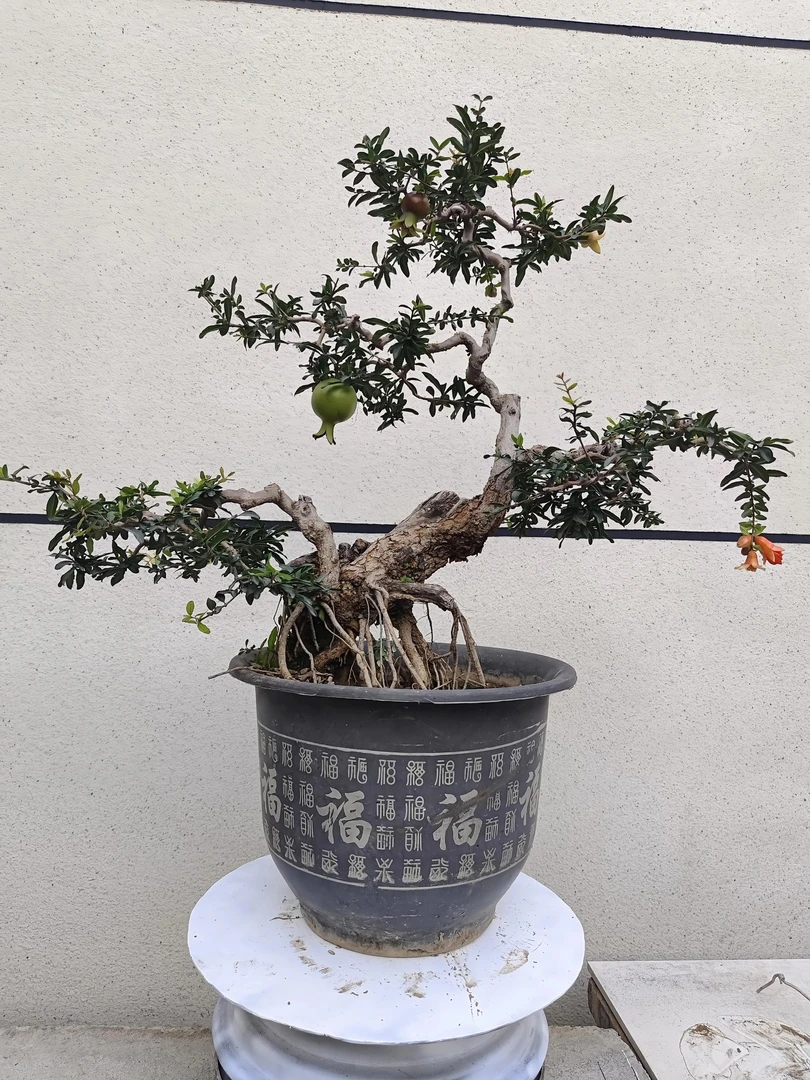 石榴观赏盆栽家庭摆放