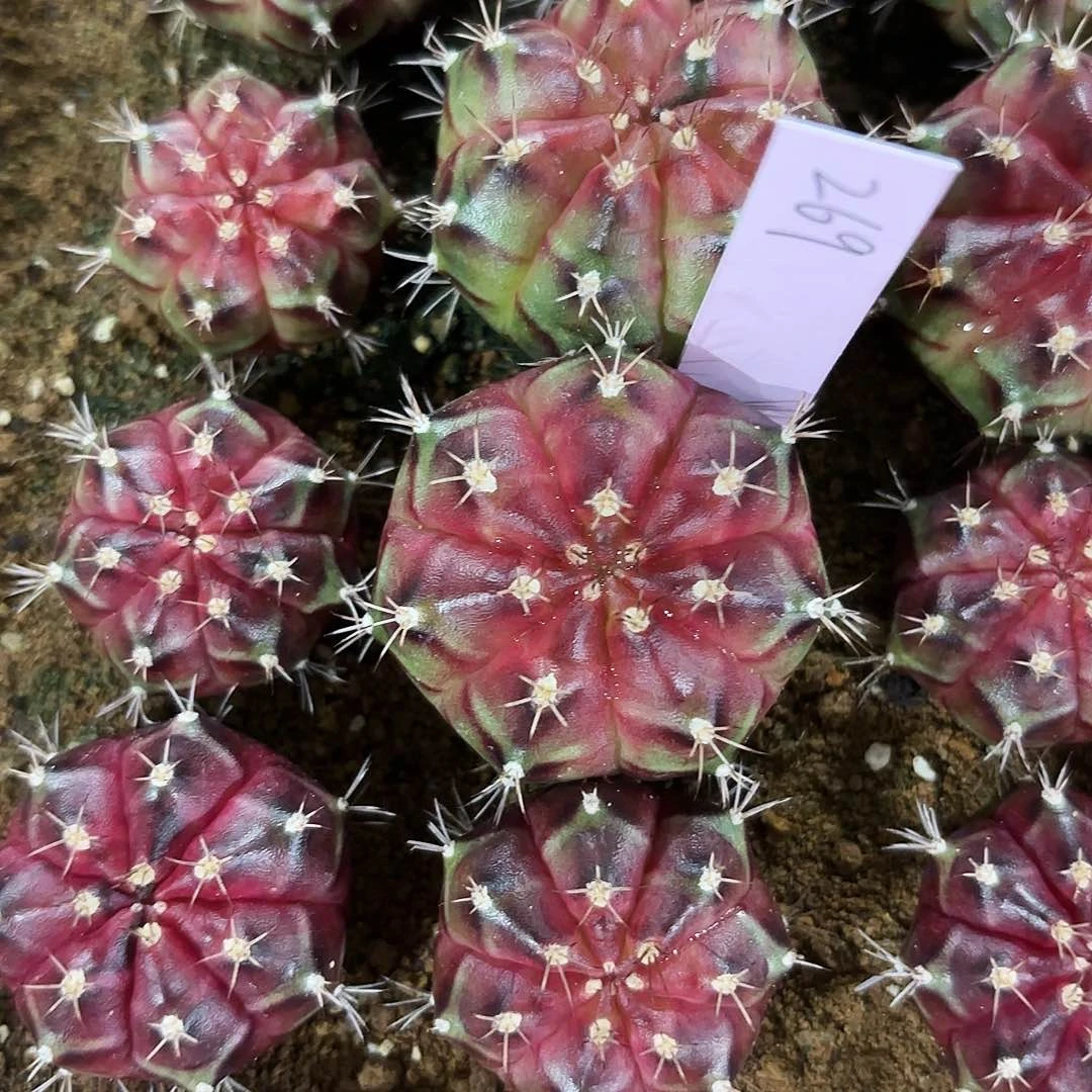 泰国米哈269-0126