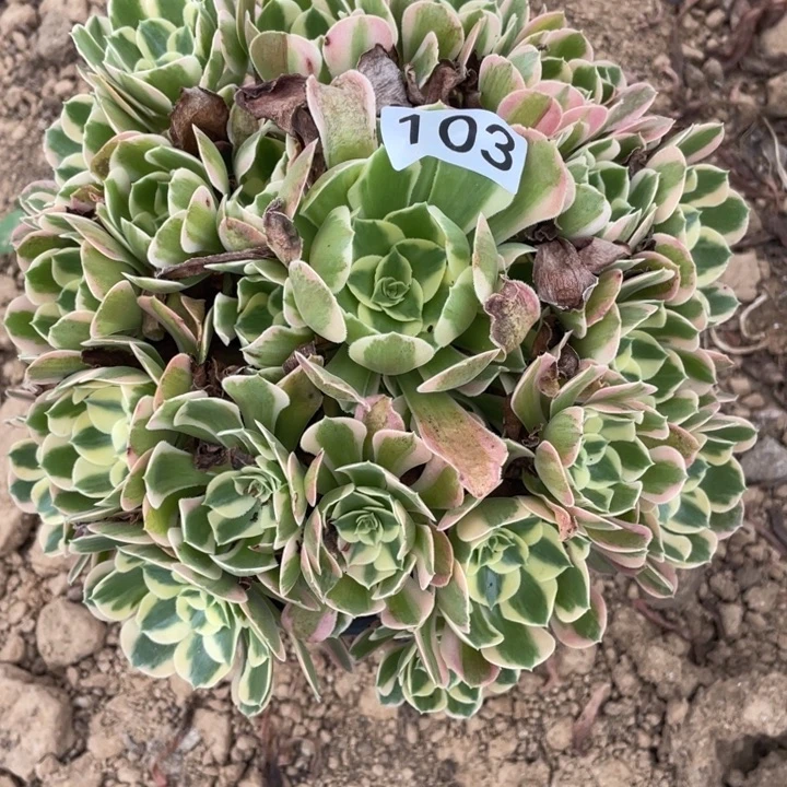 无花朵103多肉植物妖月