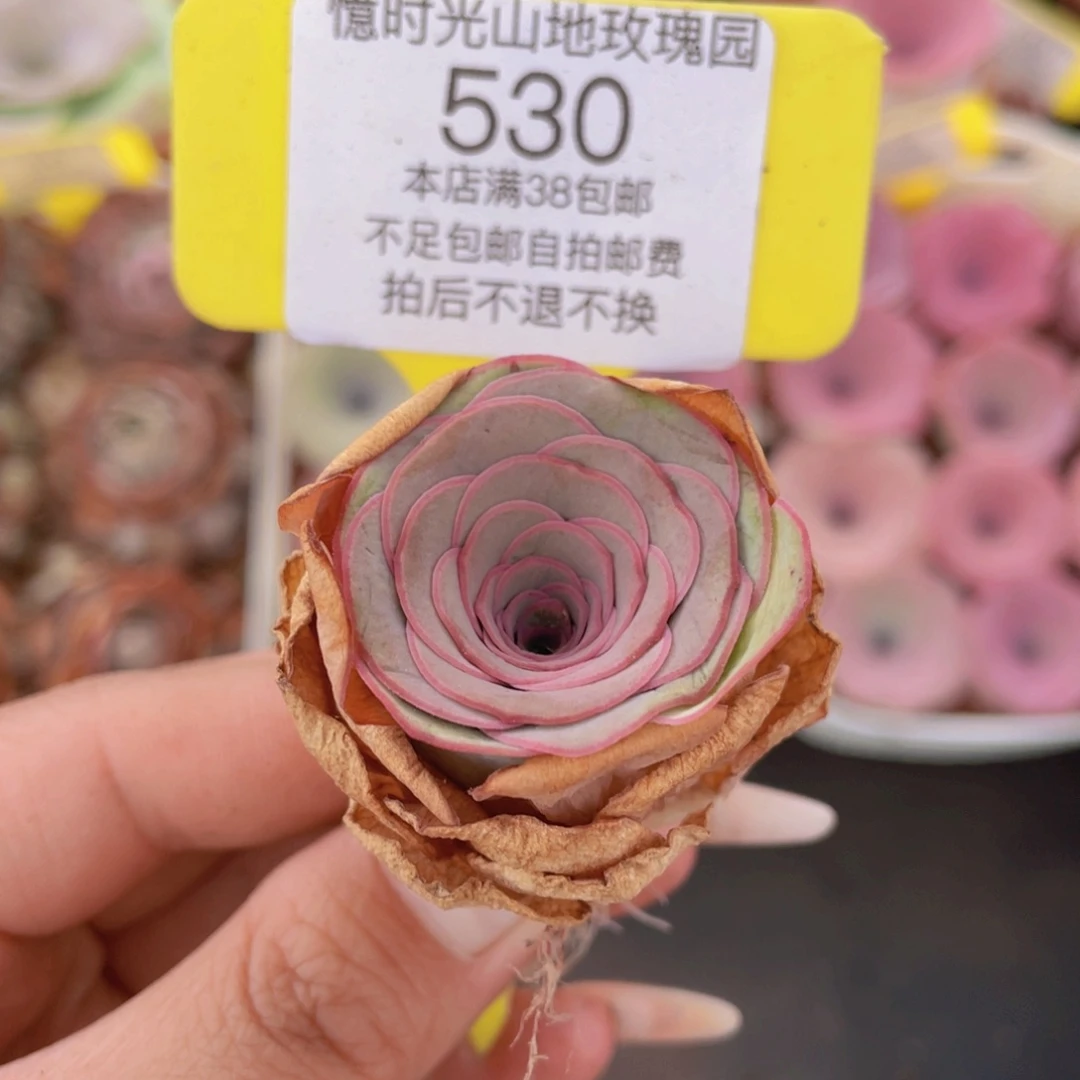 山地玫瑰530满38包邮裸根发货
