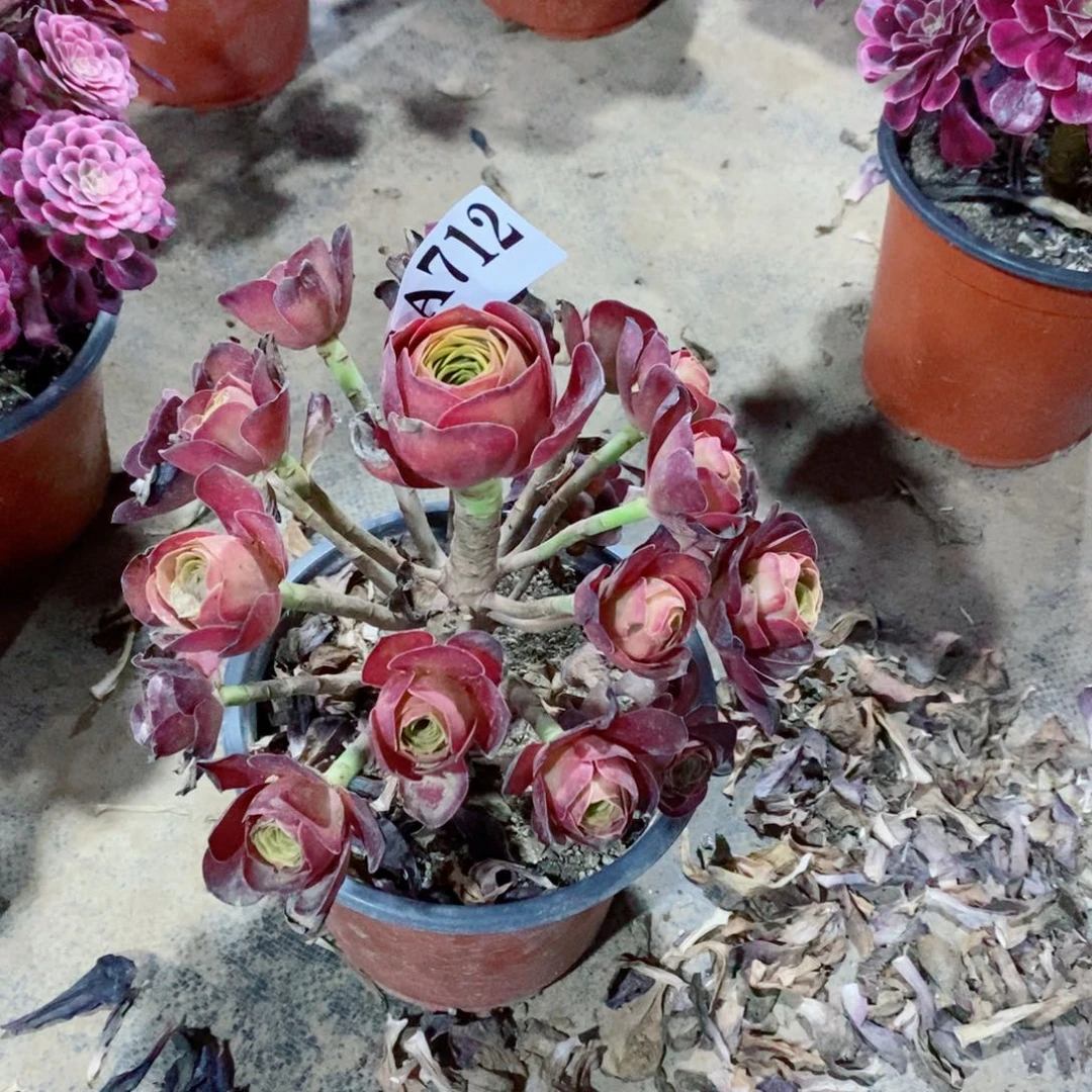 嫩桩媚金玫瑰712多肉法师