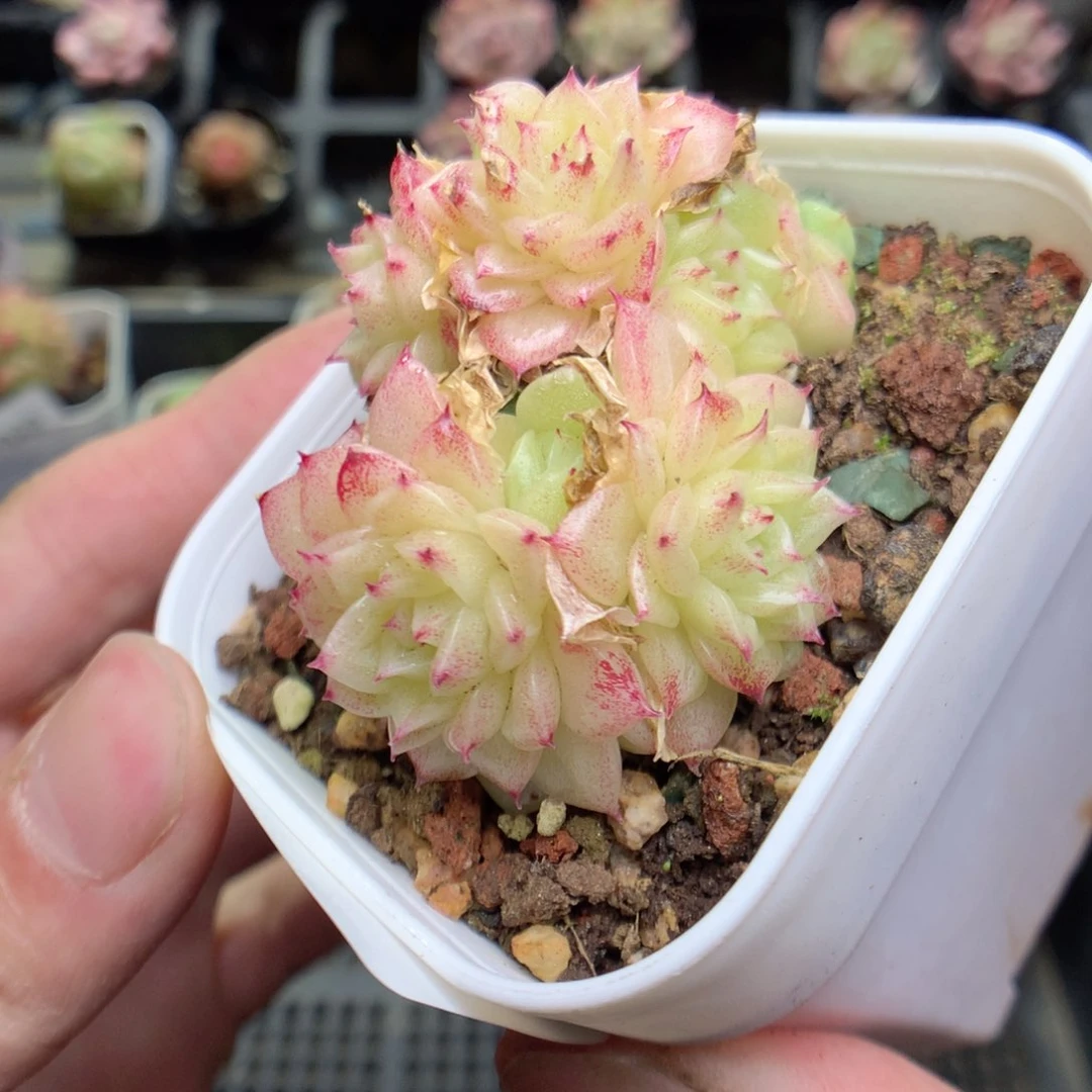 C132y y y y y y y y