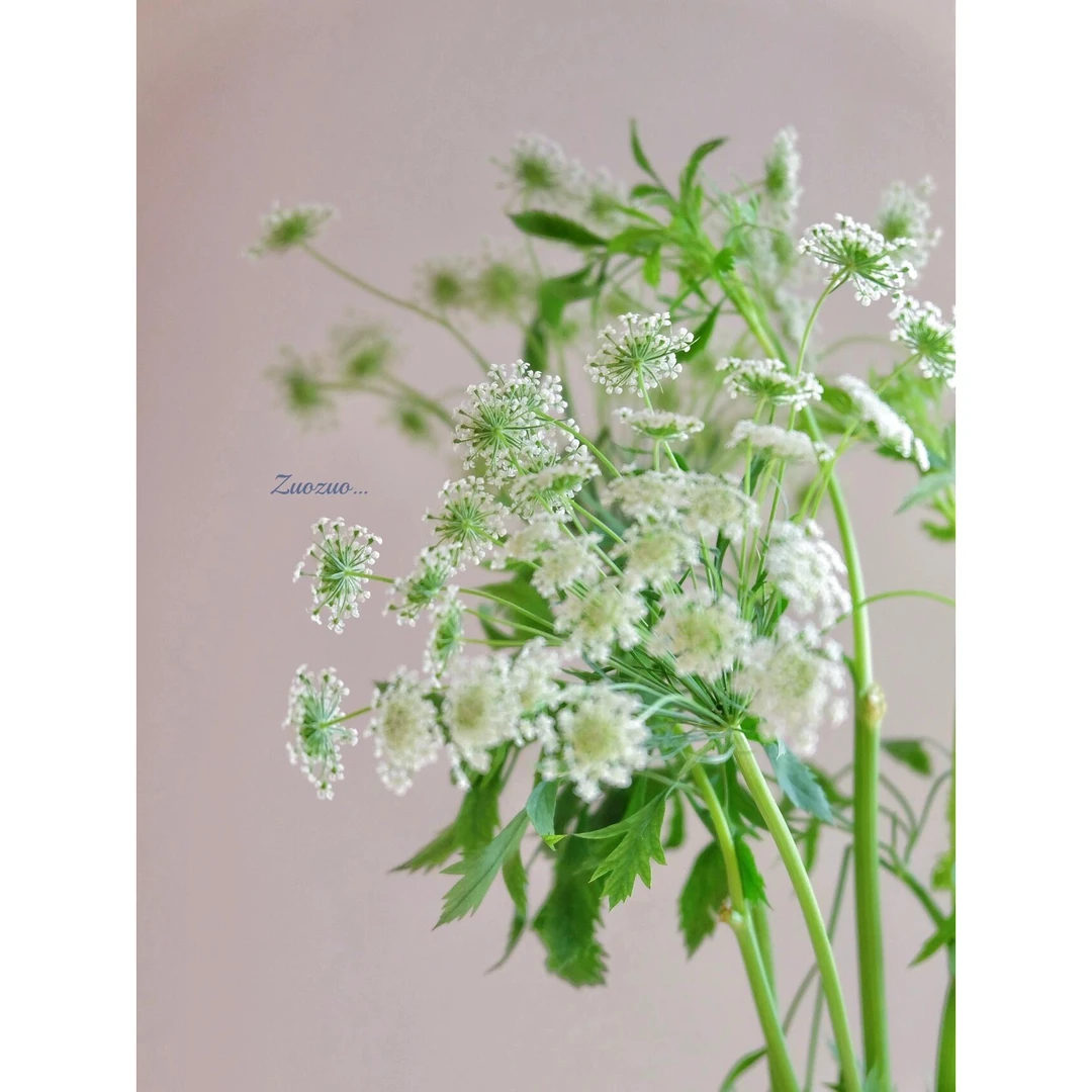 仙气小众绿色叶材鲜花白色蕾丝花鲜切花