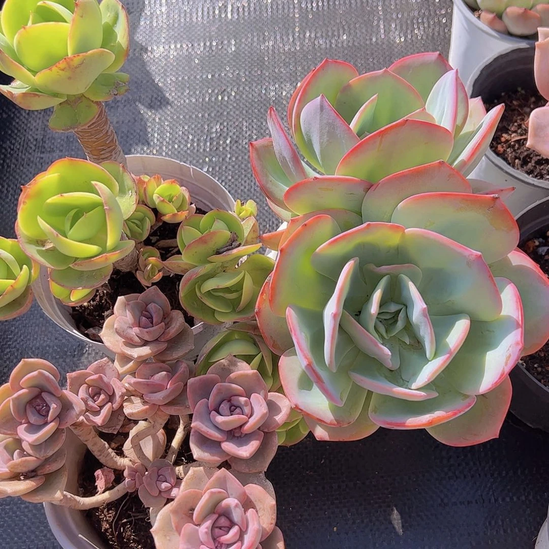 鸡蛋碧桃 血凤双头 彩虹糖120杯各一