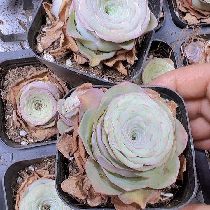 粉边线玫瑰2盆19包邮