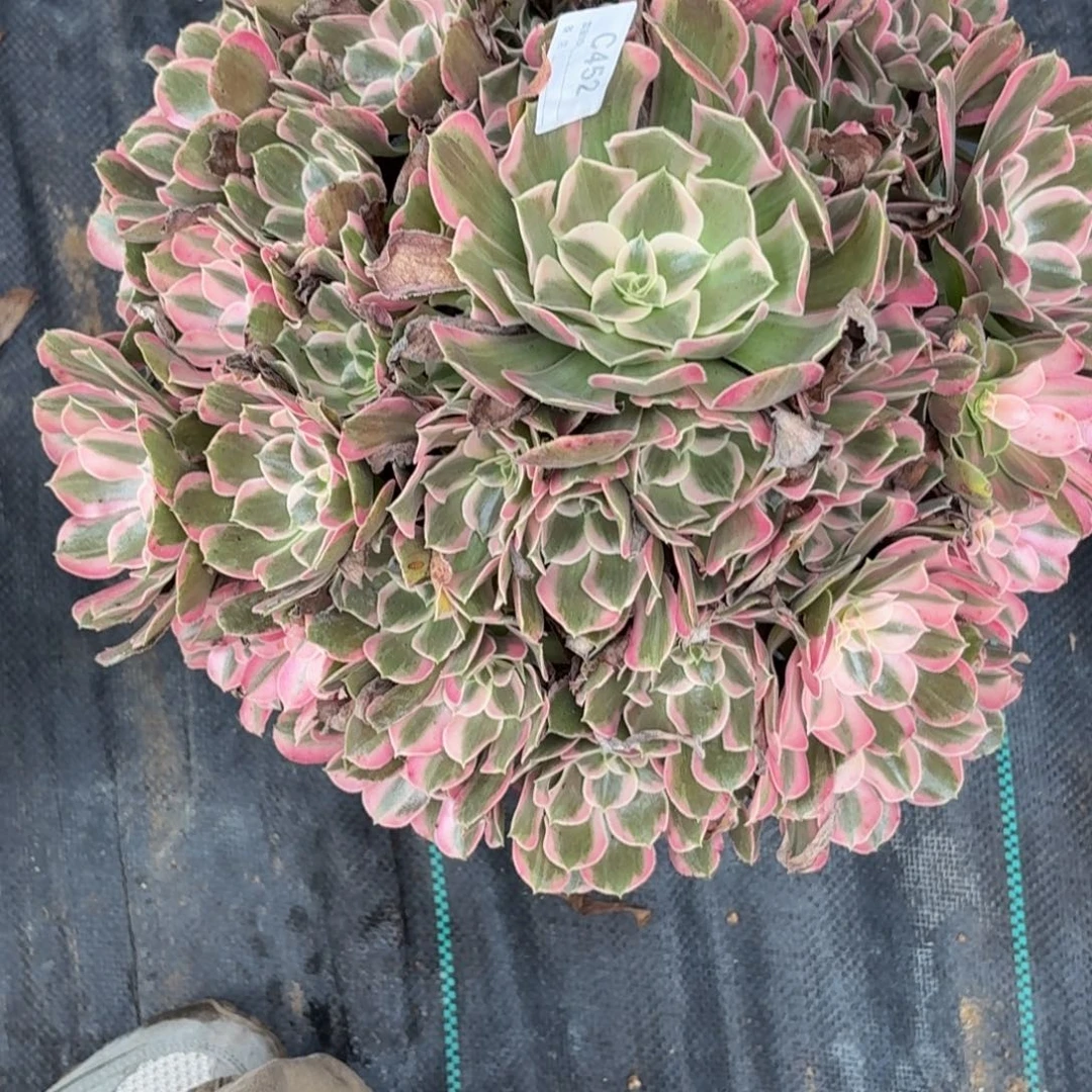 452花样年华多肉植物发货