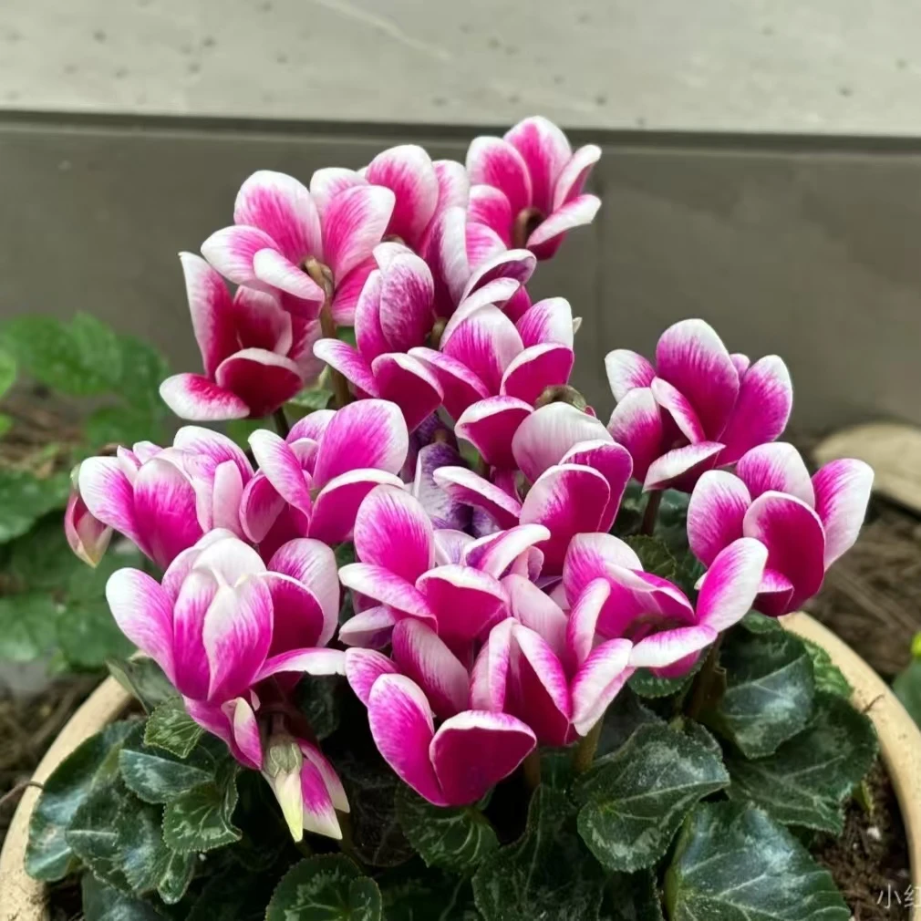 幻影紫 仙客来好养易活阳台室内花期长