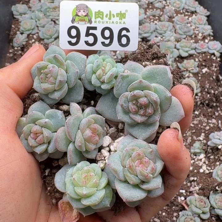 多肉植物多肉植物