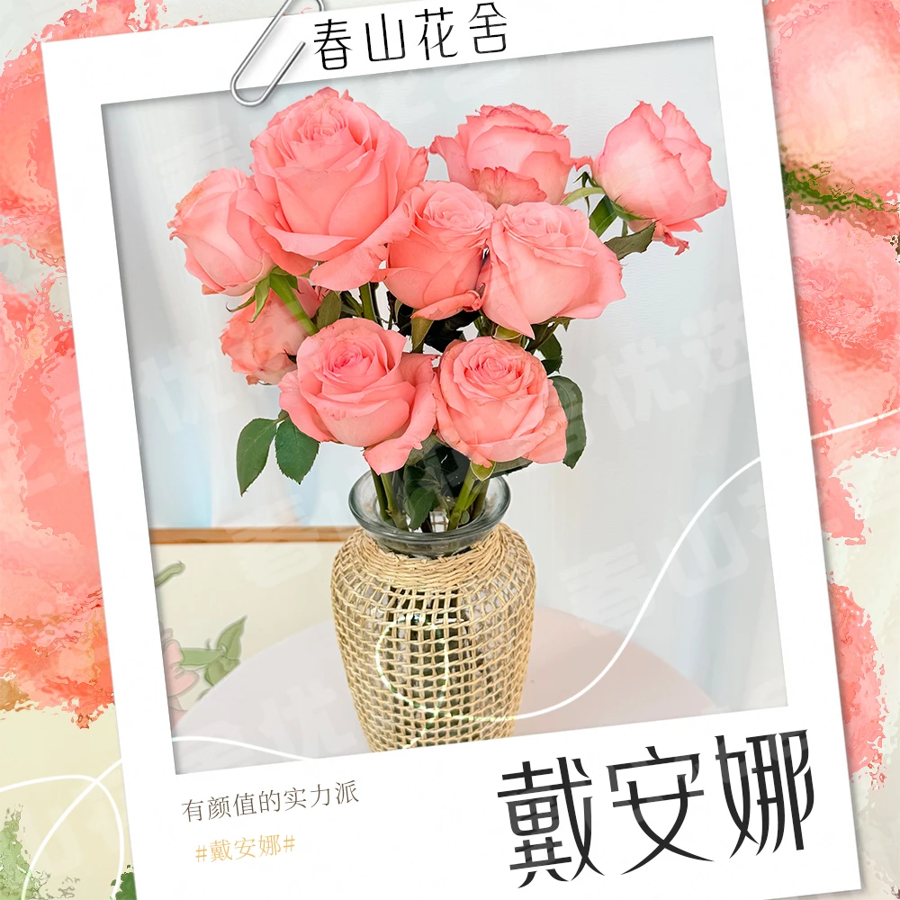 【戴安娜玫瑰】粉红鲜花丨赠营养液（拍两单发：顺丰或冷链快递+配草）