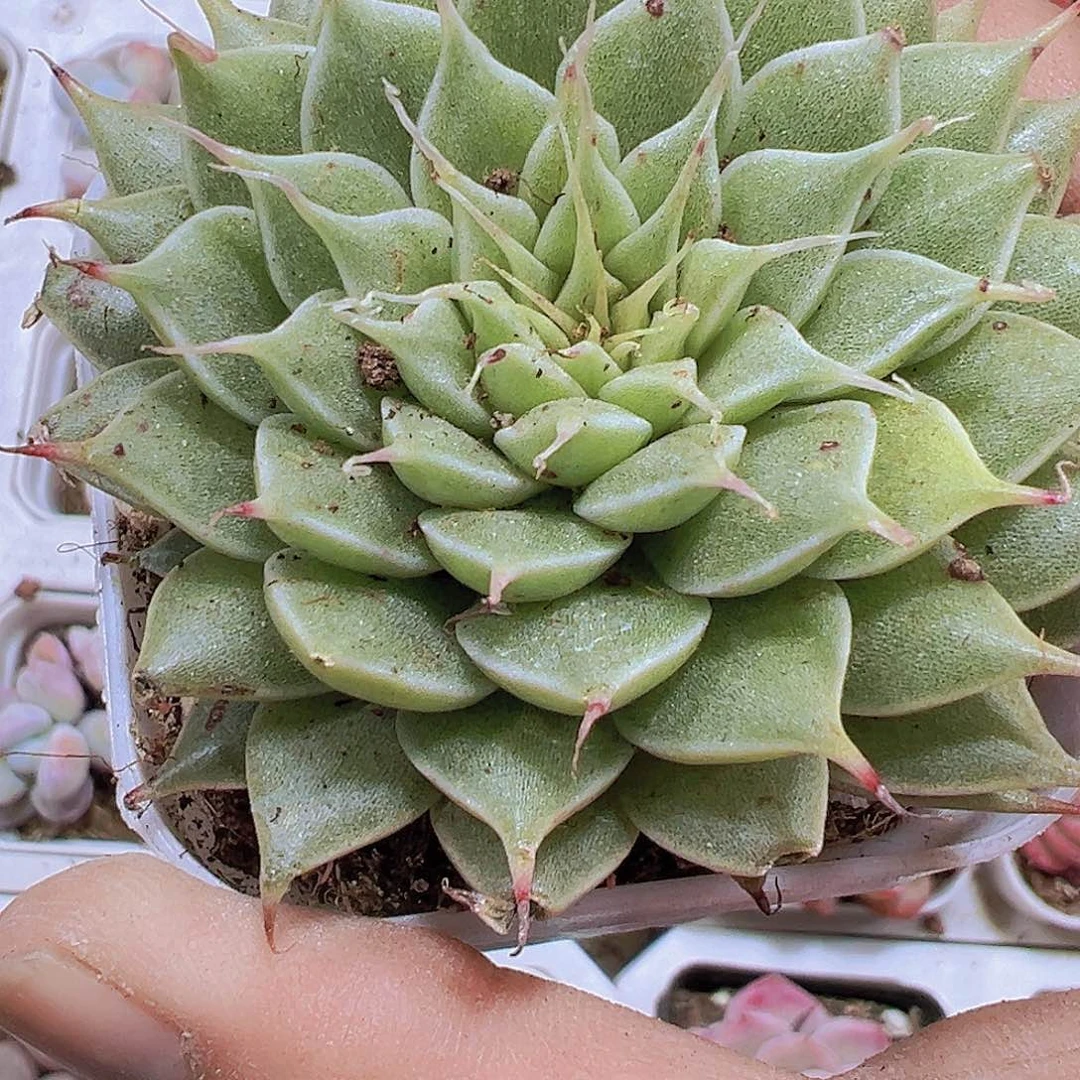 银星19包邮多肉直接