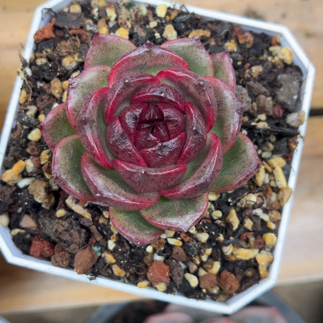 黑水晶 不单独发货