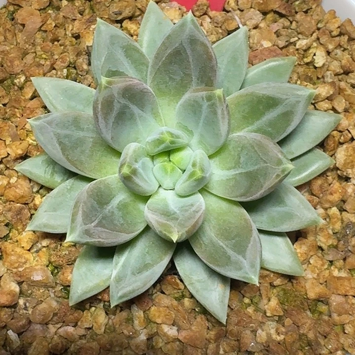 美人优选645多肉植物