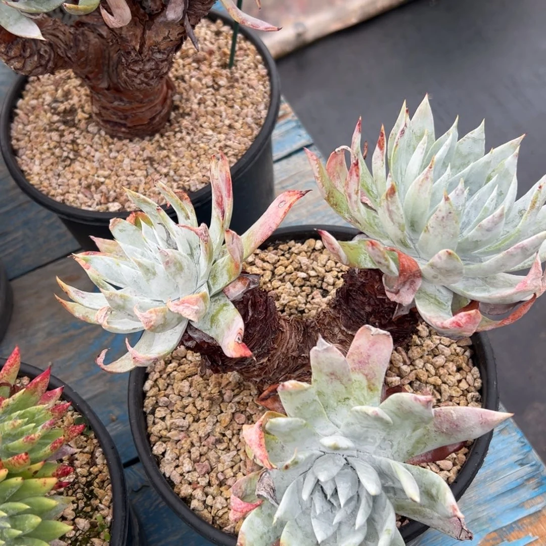 雪山杂～一物一拍829