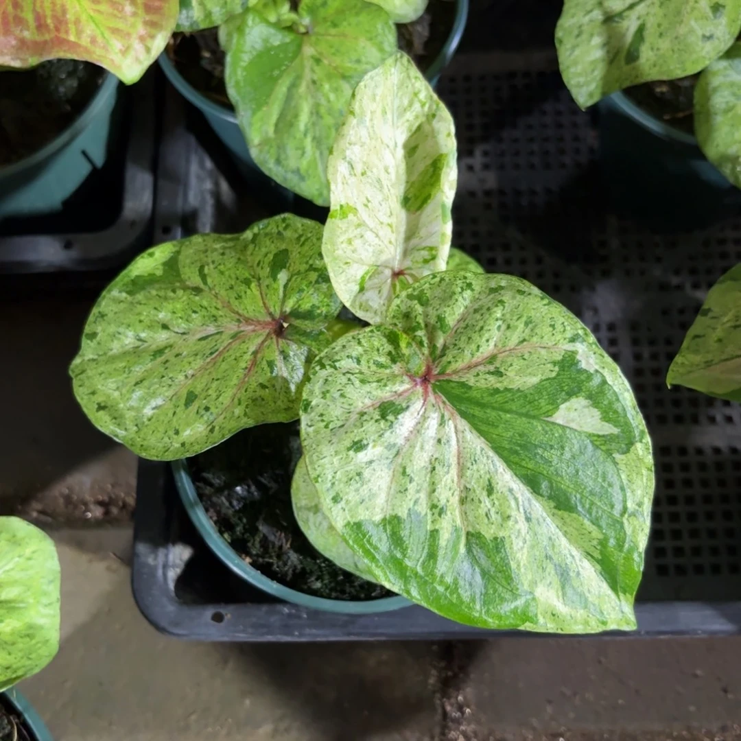 张***子薄荷糖泰国彩叶芋60-0917
