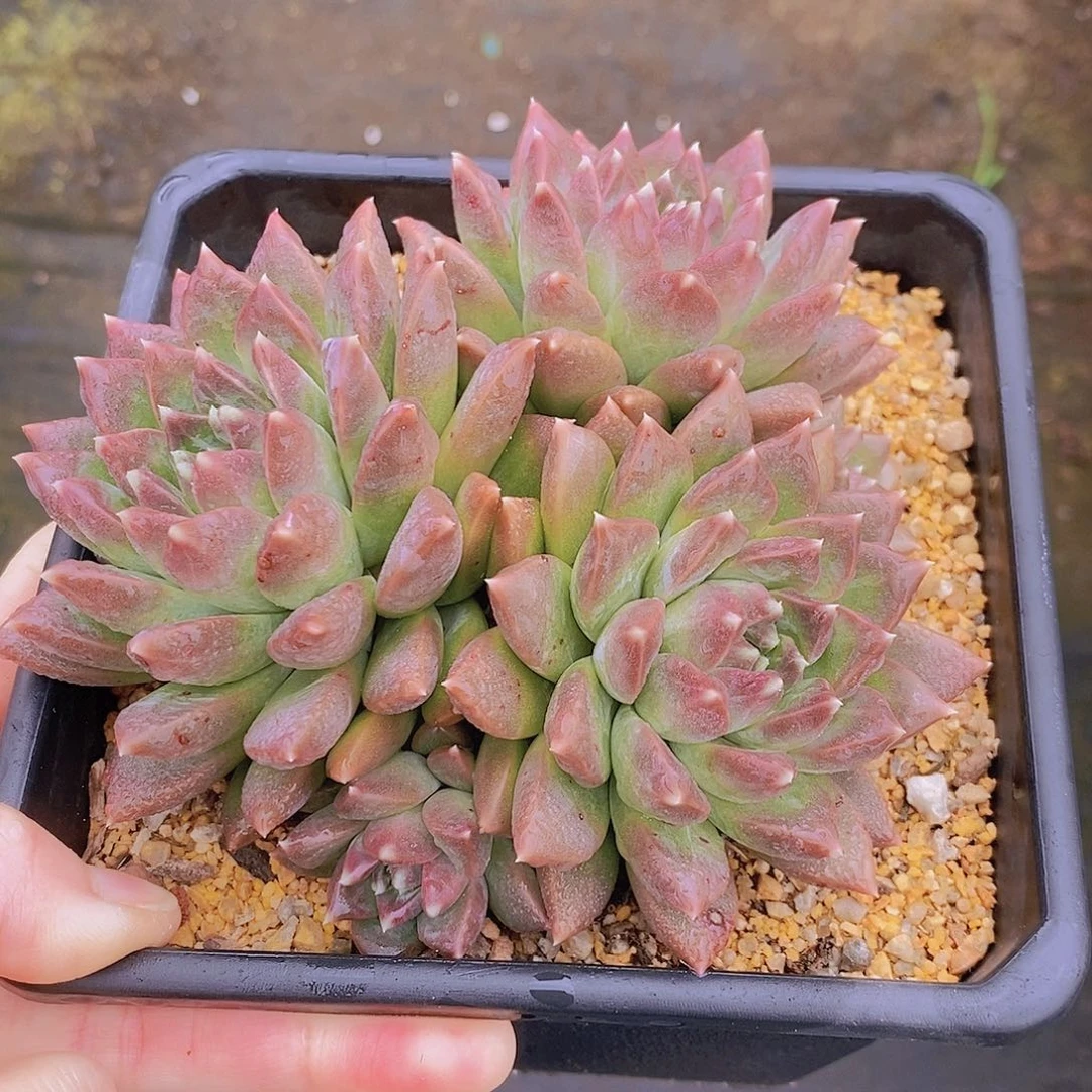 551多肉植物老桩