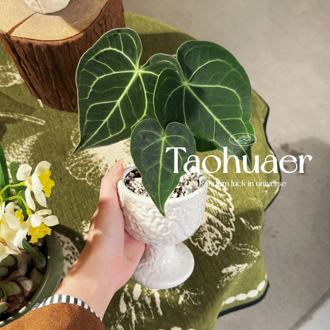 克莱恩花烛密纹办公室客厅室内桌面小绿植物耐阴好养净化空气