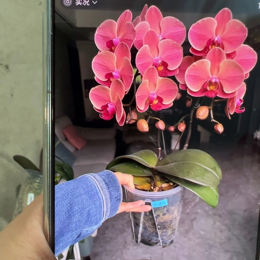 当前无花栽培后可以开花纳博纳带剑，凑单发货