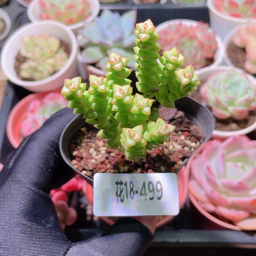 花利美18-499小米星
