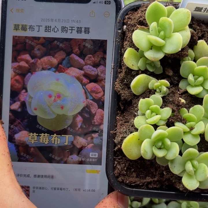 草莓布丁切糕多肉植物