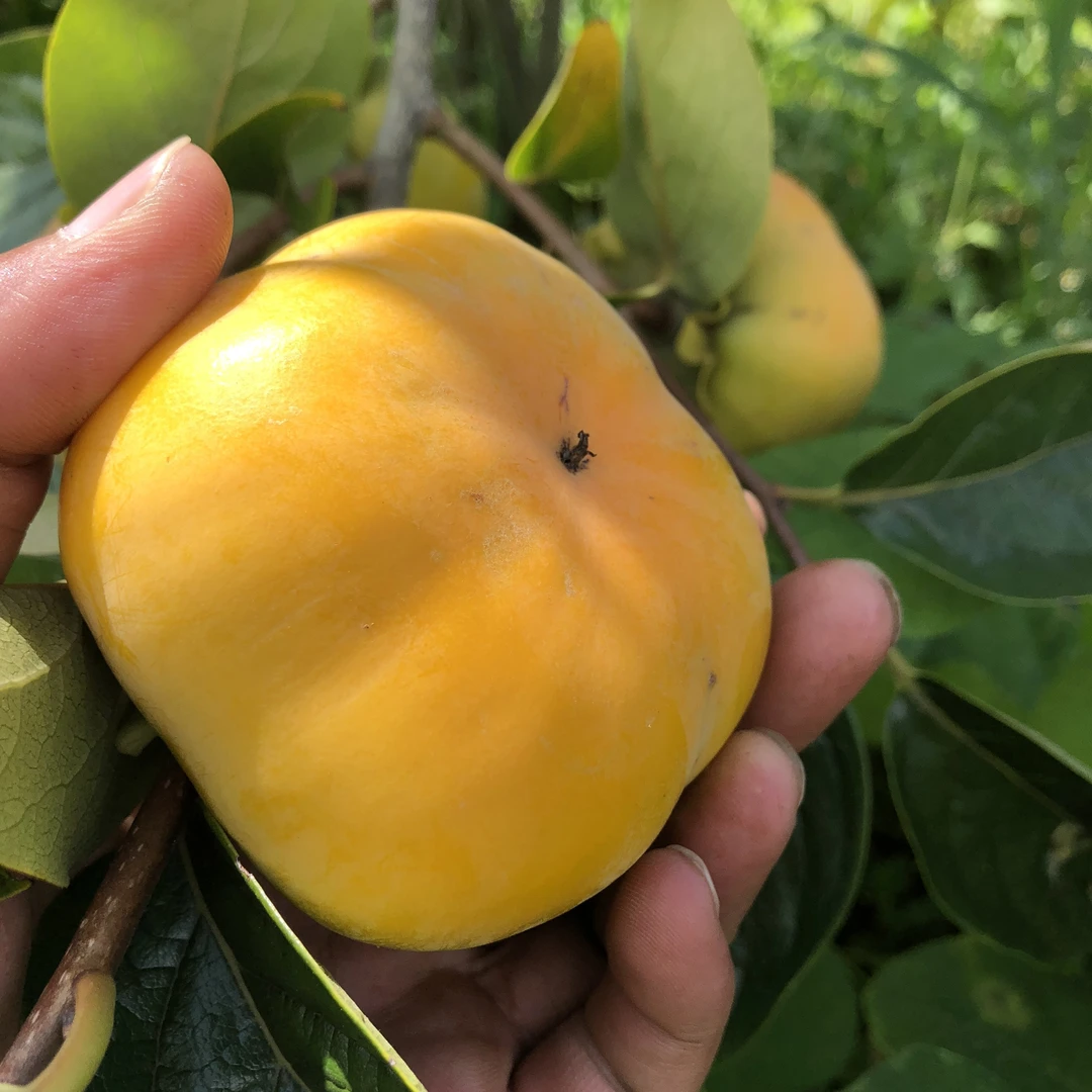 云南正宗老品种无核巧克力脆柿产地直发甜脆柿秋季尝鲜（次郎）