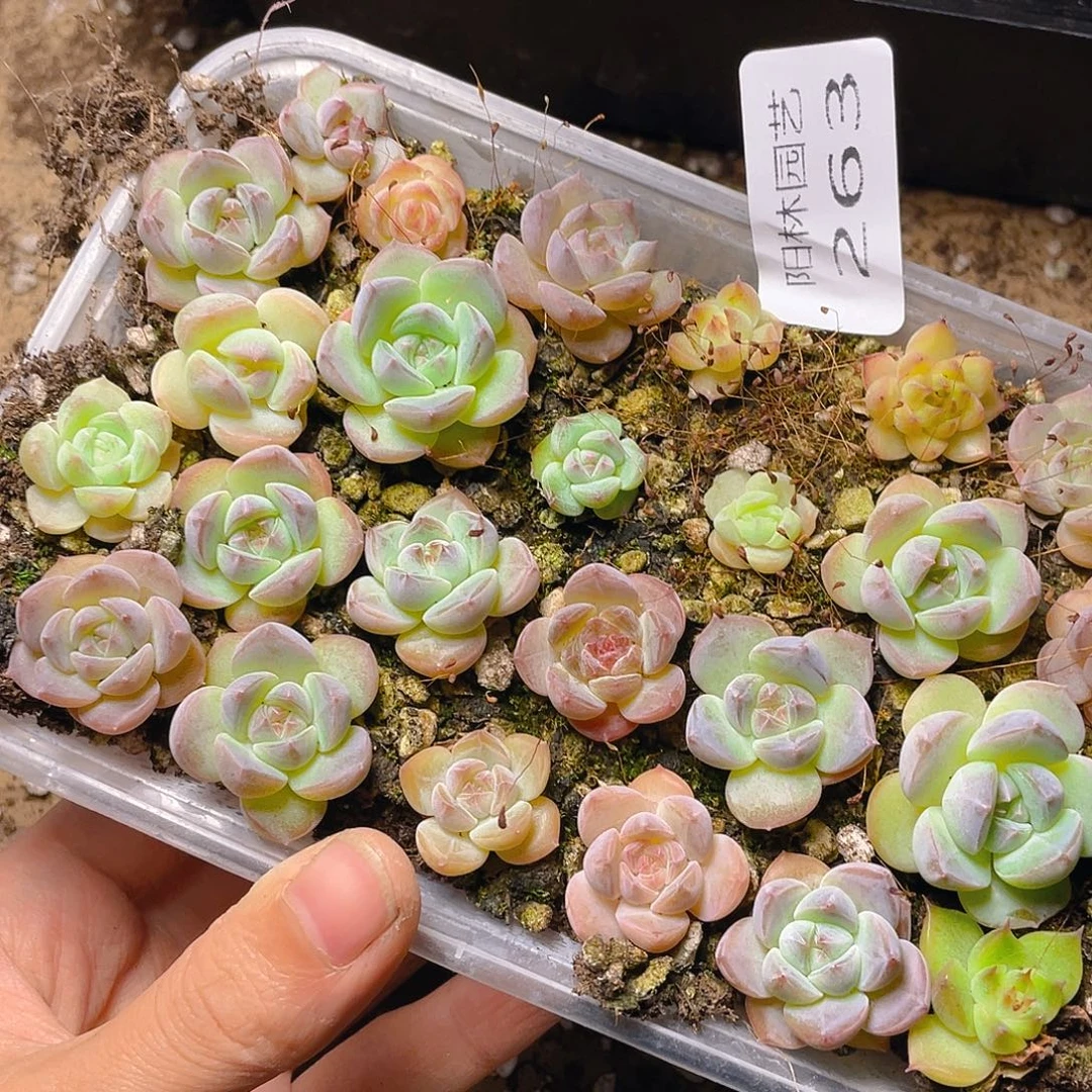 多肉植物多肉植物263