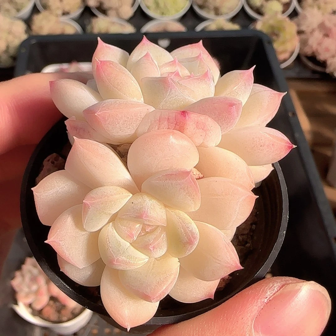 多肉1125-211白桃汽水
