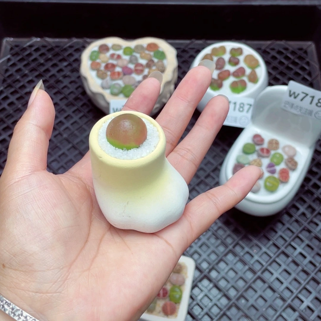 羽*w7190 带盆土发货一物一拍
