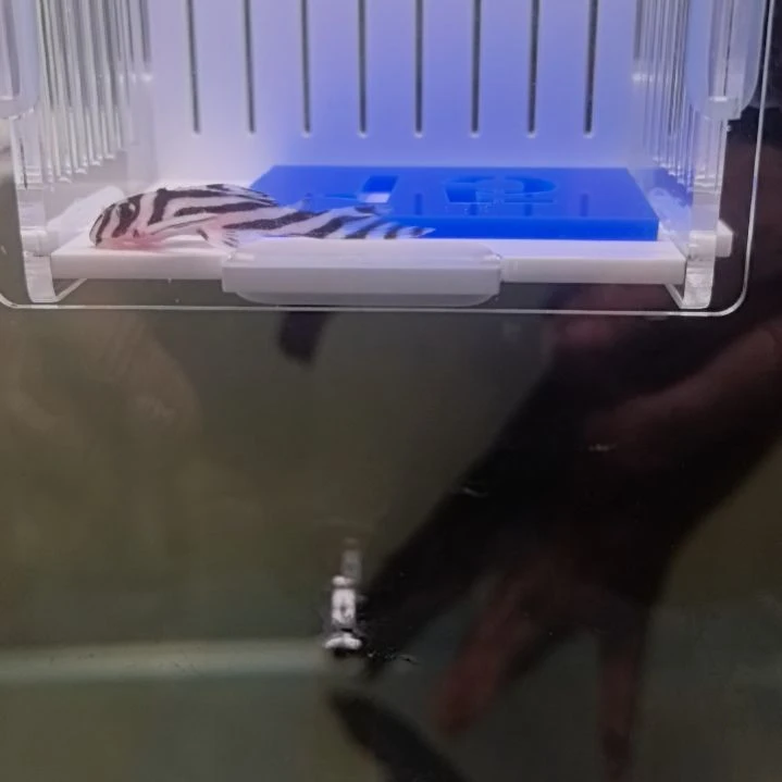 贝***勒清道夫15 号， 瑕疵熊猫异形，3.7cm，包邮包损