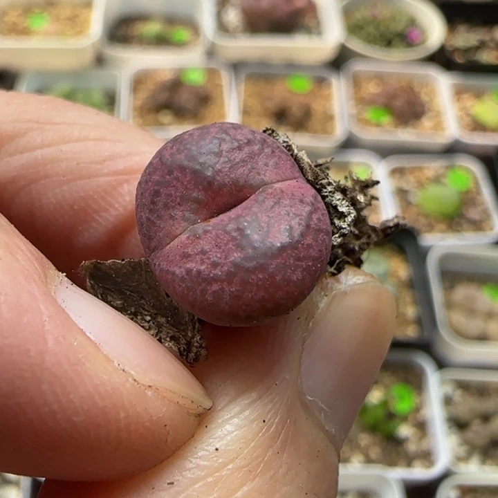 杂交漂亮多肉植物153