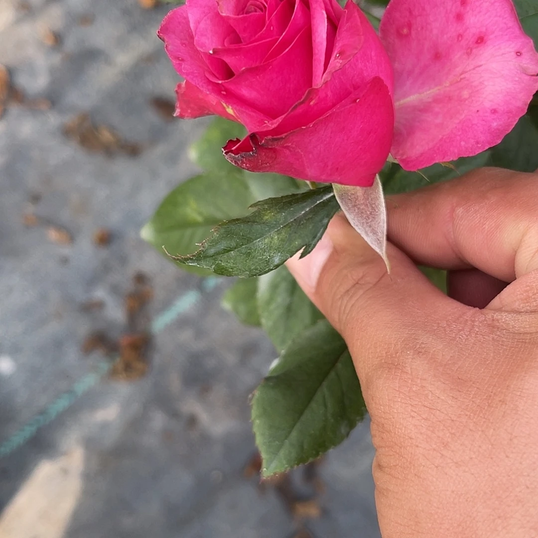 无花朵——-莎娜福利款