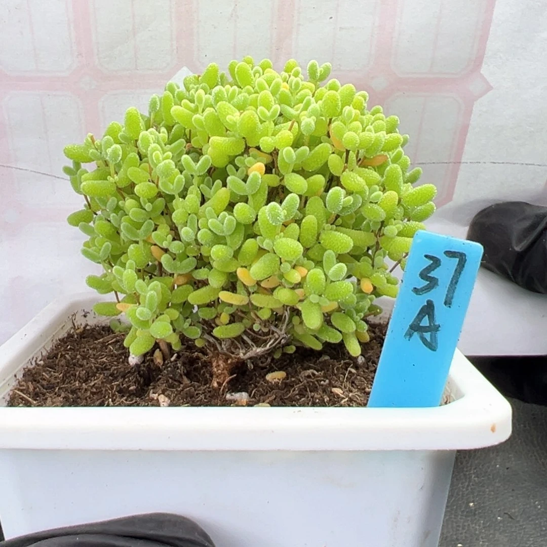 蜜橘小蘑菇头37号