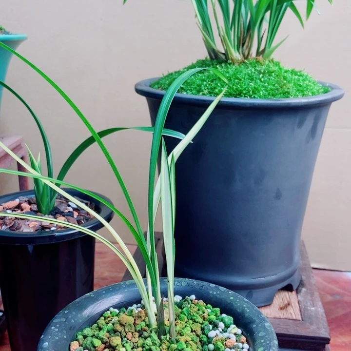 无花朵天**龙细叶寒兰掌上明珠龙头带大芽