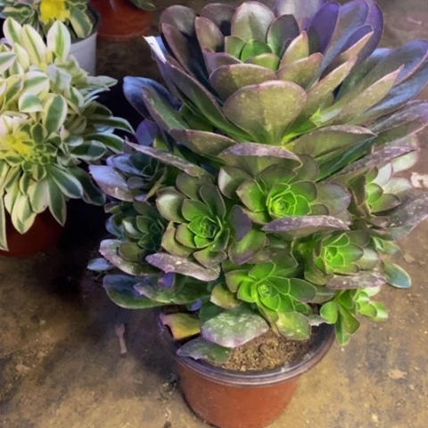 魅金玫瑰多肉植物4119