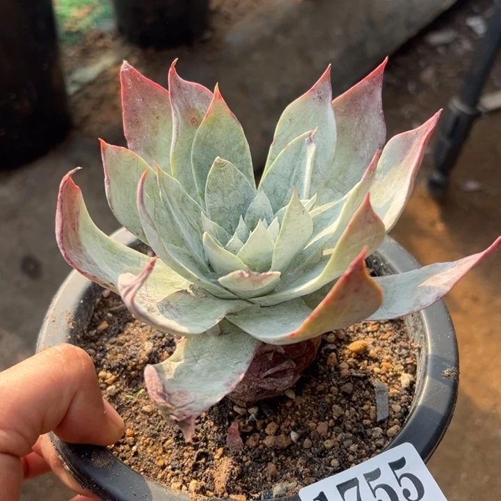 755号雪山多肉植物老庄