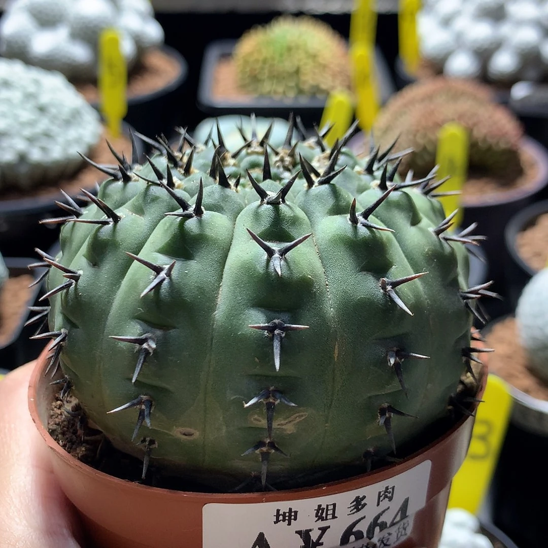 664实生微瑕黑刺凤头 。