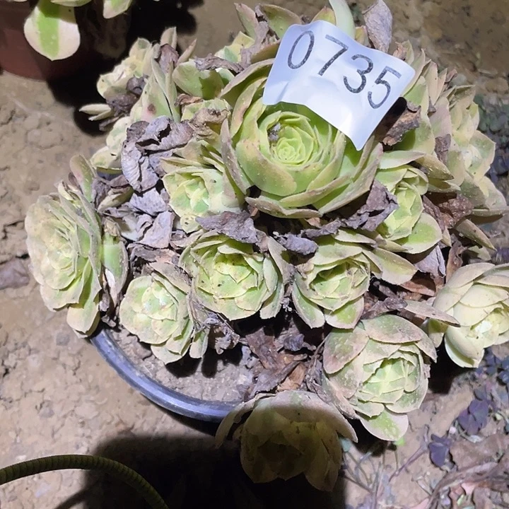 多肉植物法师735玉姿