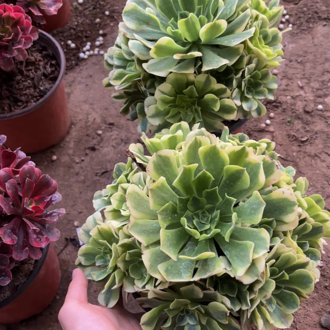 绿豆沙9.9多肉植物
