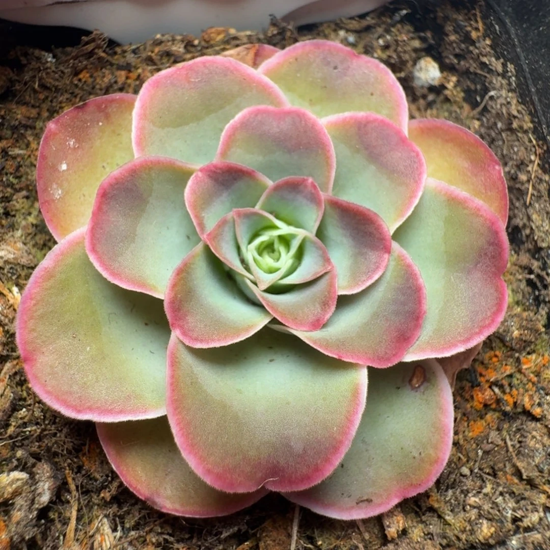 甜茶-374-冠幅  3CM