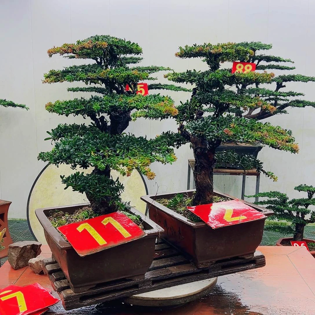 不开花植物罗汉松