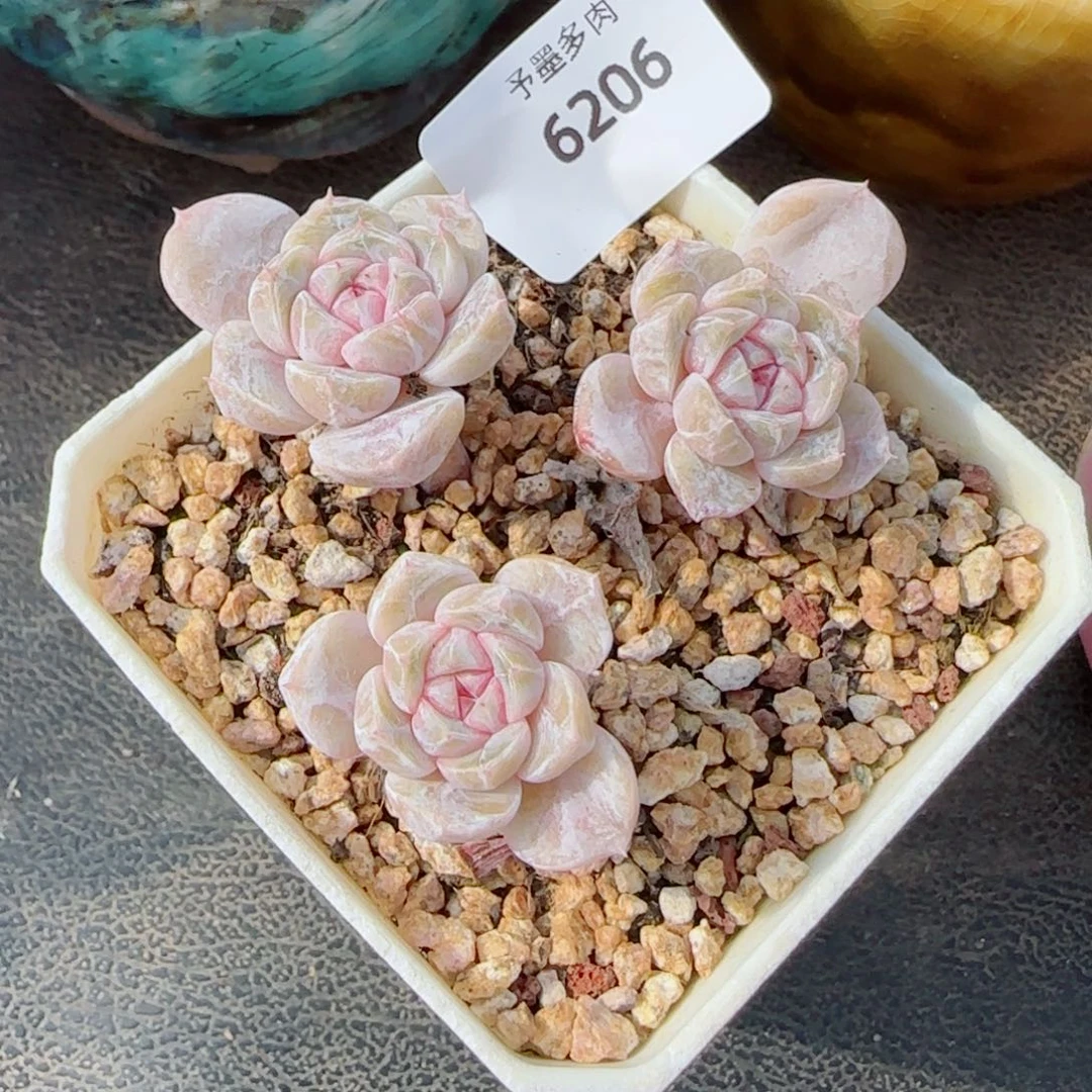 长杆汉堡无砍，6206多肉植物