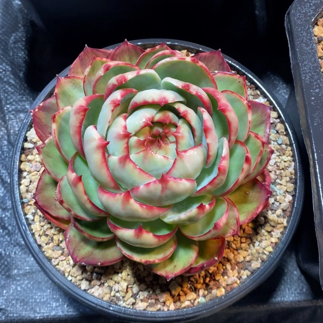 就***业惊鸿仙子一物一拍