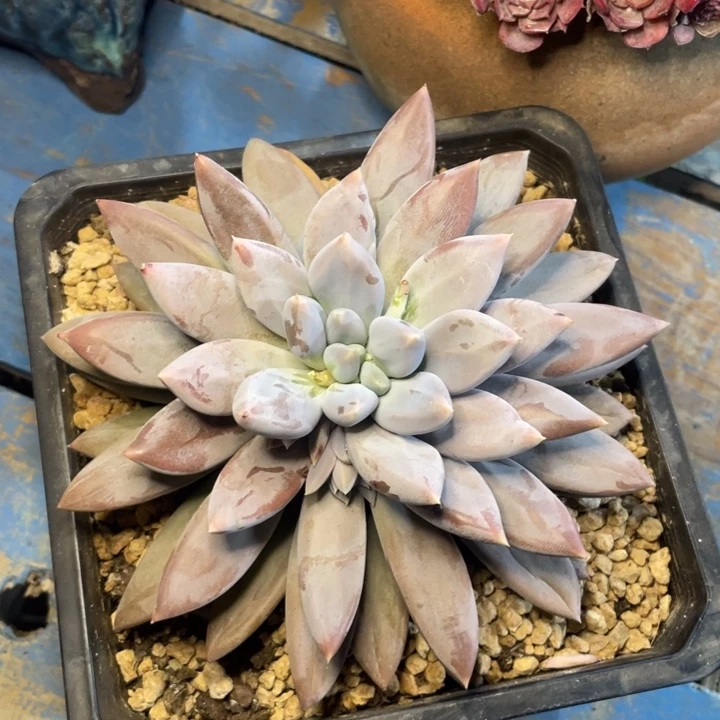【闪购商品】红胖哥特