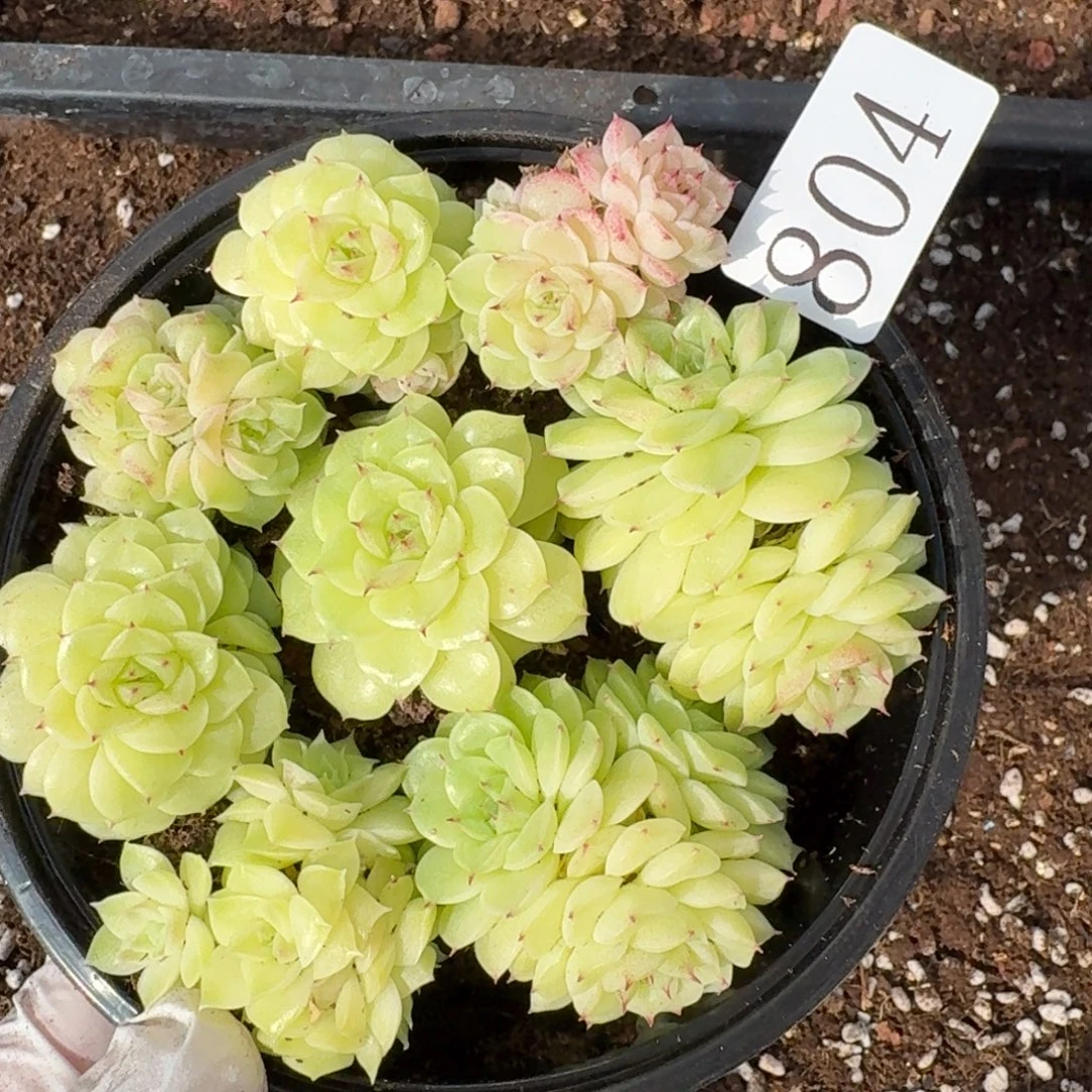 多肉植物多肉植物804