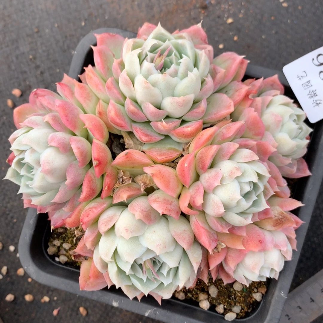 2936杂交精品基地14厘米