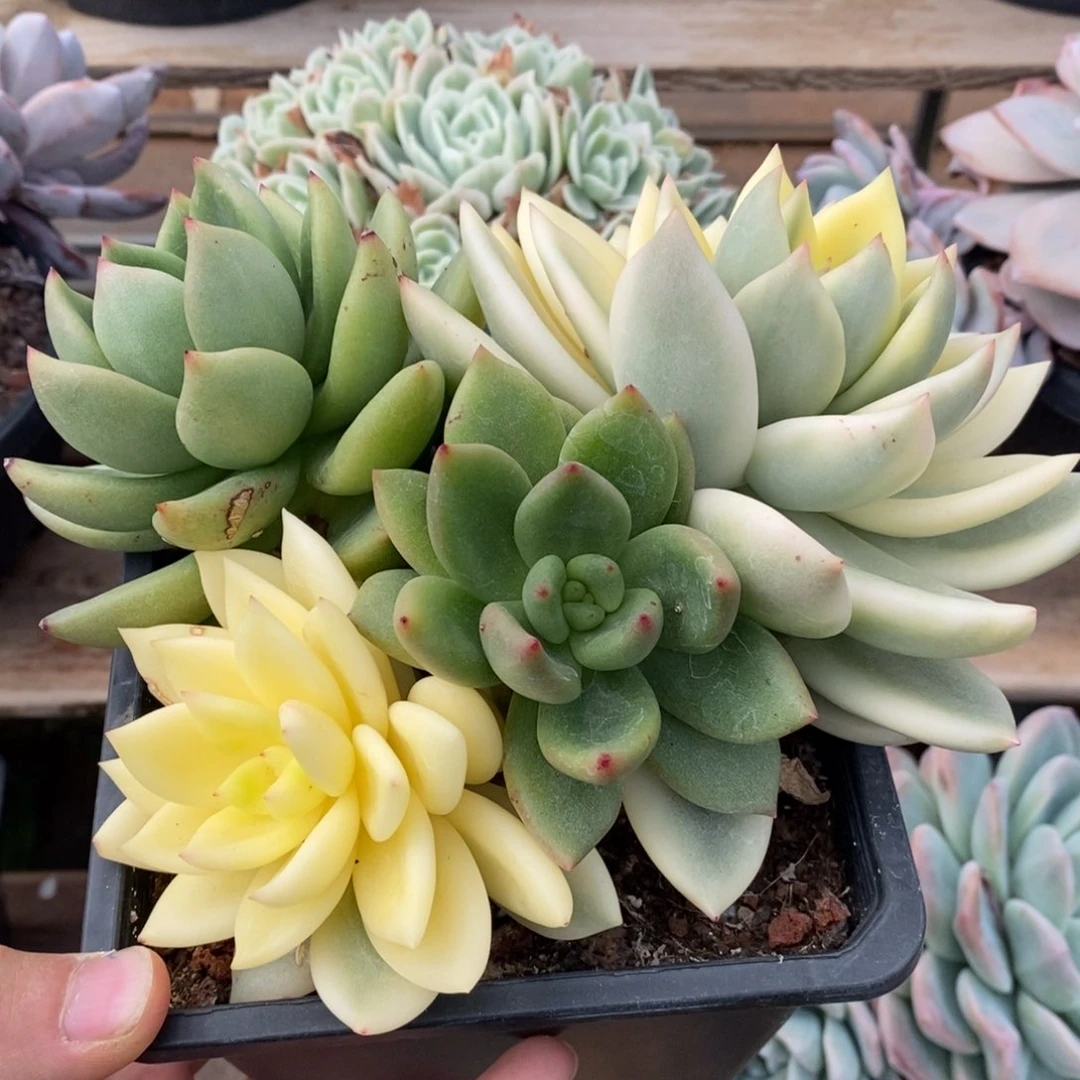 花*贝祝之松多肉植物