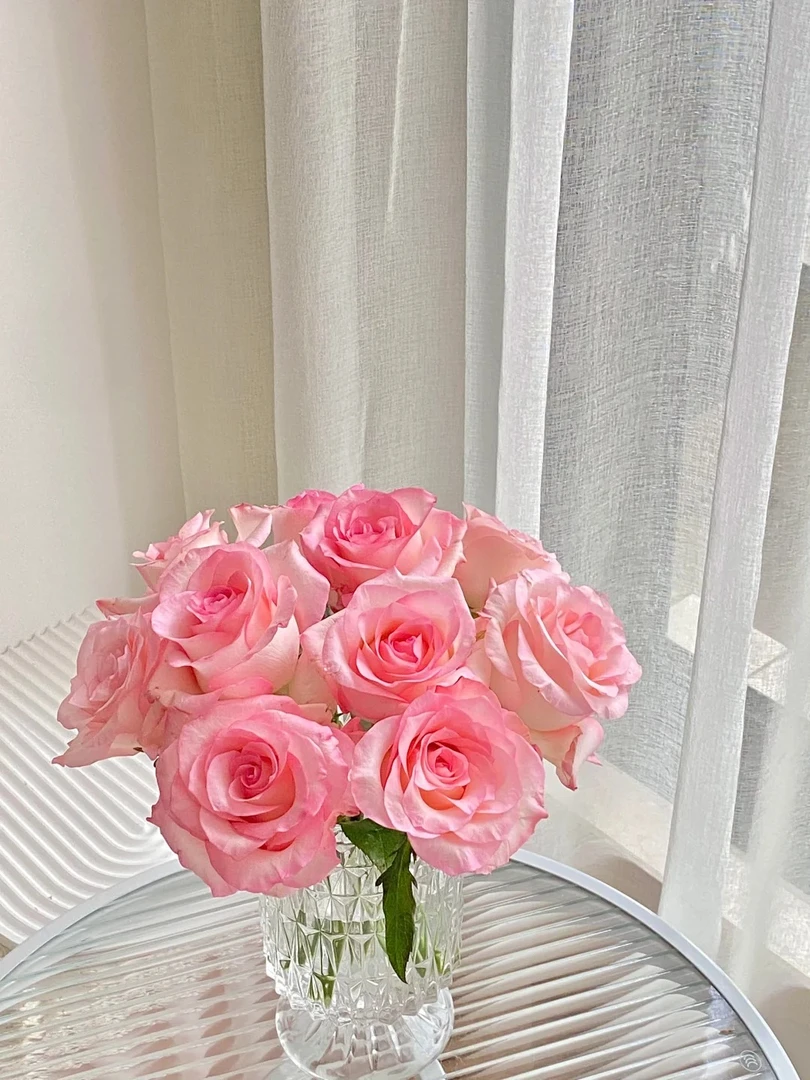 【武媚娘】粉色渐变色玫瑰 5℃以下地区必拍保温棉 不拍冻坏不售后