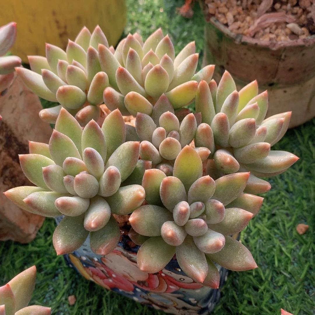 美人12 公分一物一拍