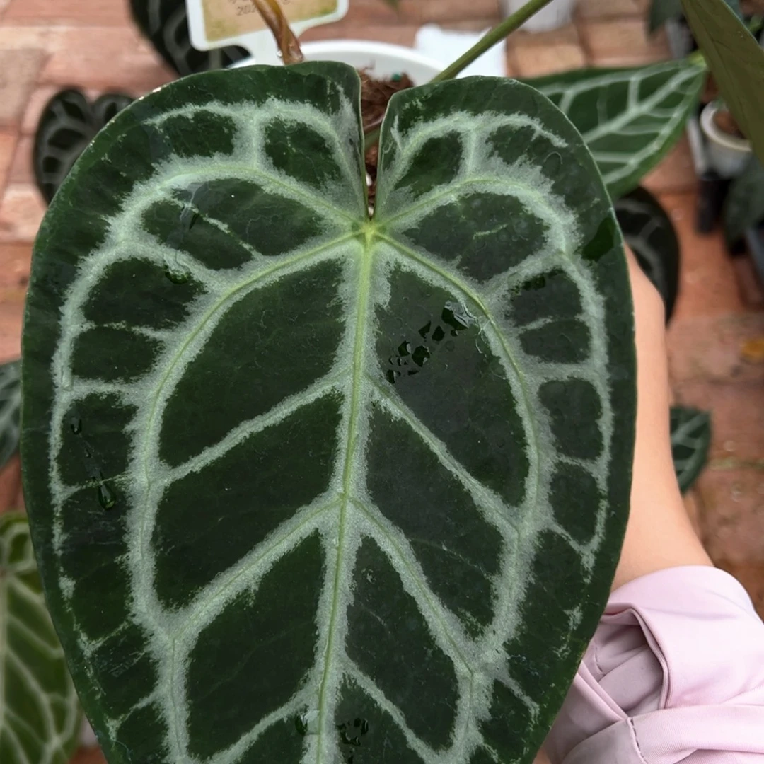 不开花植物小钻石杂撕裂纹