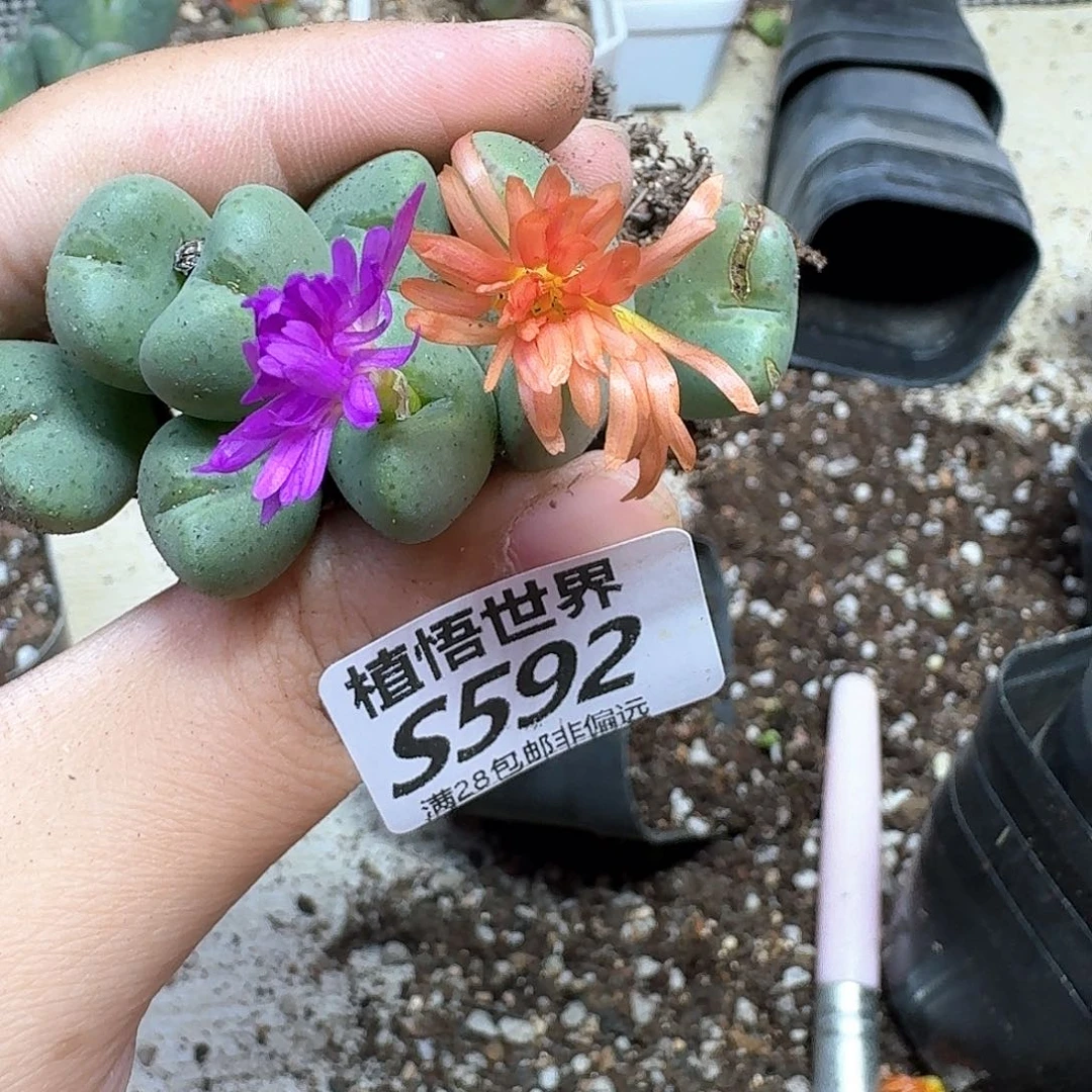 多肉植物的人生rggh